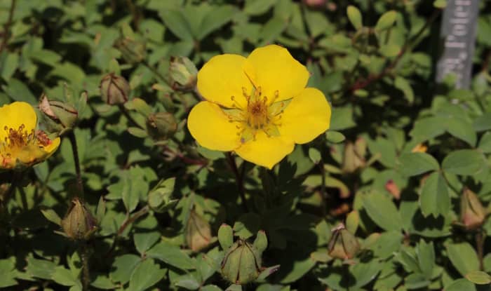 Cinquefoil flower