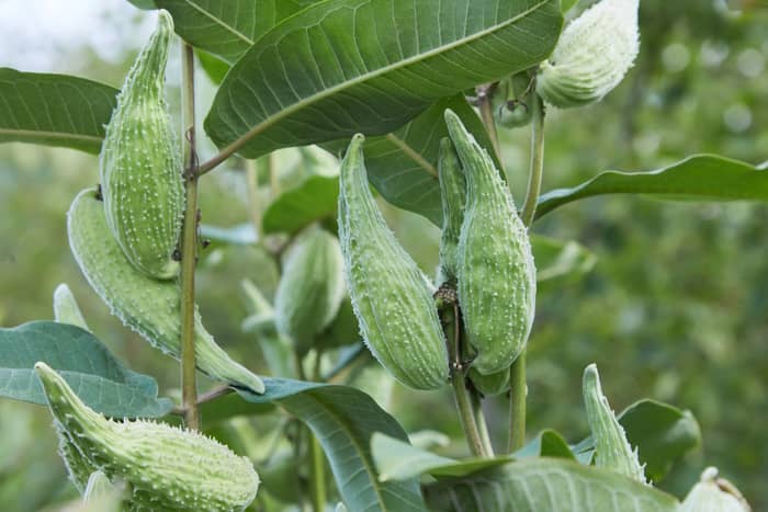 Common Milkweed Fruit And Leaves