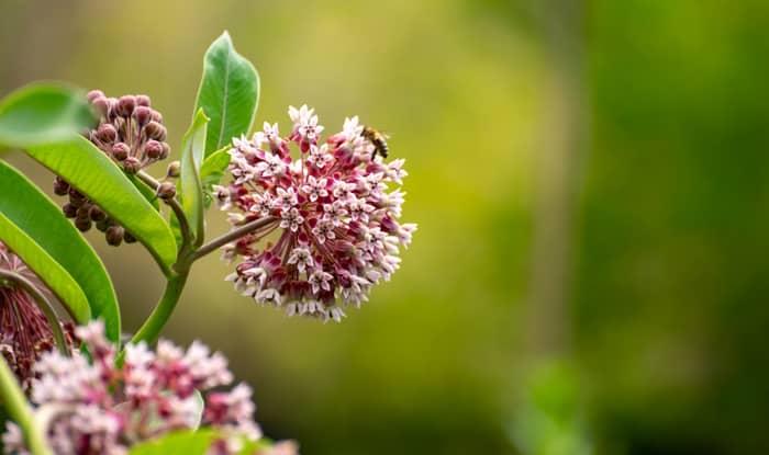 Common Milkweed