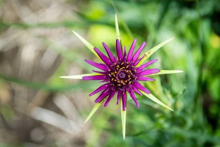 Common Salsify