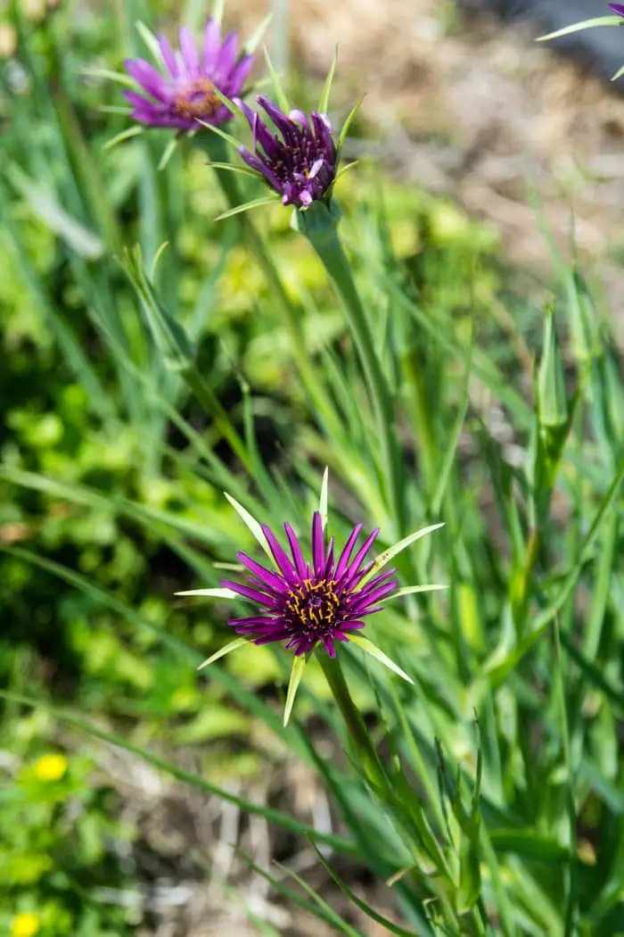 Common Salsify