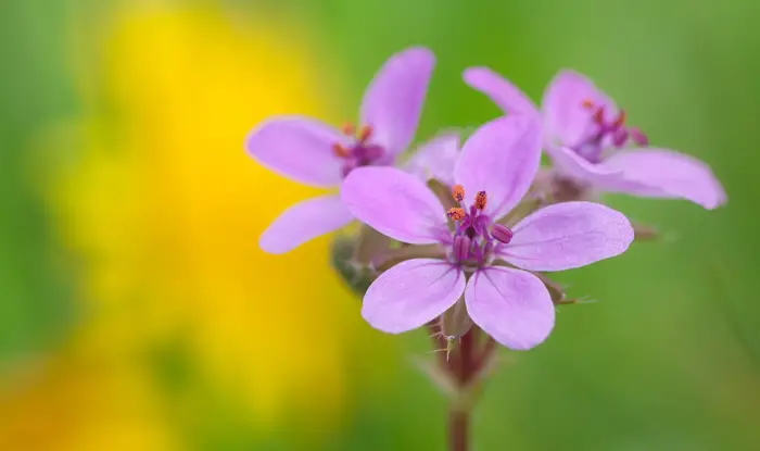 Erodium cicutarium