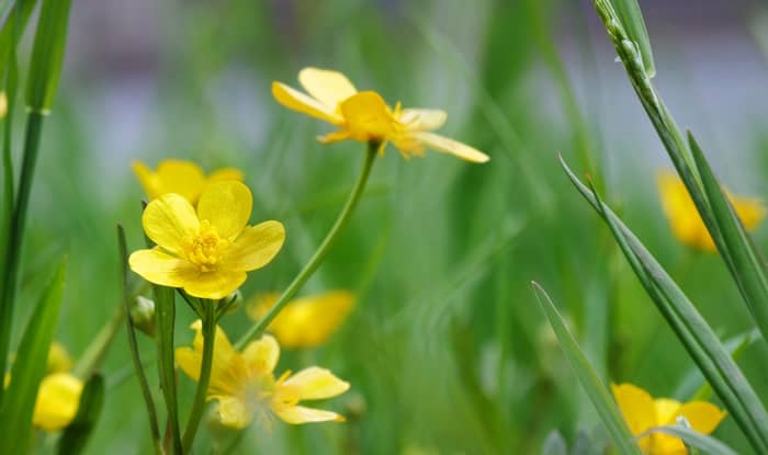 Creeping Buttercup blooming in the garden