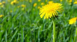 10 Weeds With Milky Sap & How To Get Rid Of Them