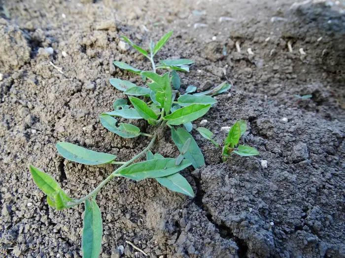 Field Bindweed in a field