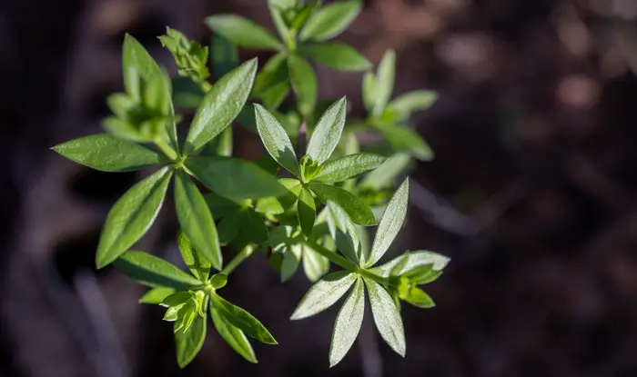 Young shoots of a Sherardia plant on a dark background in nature