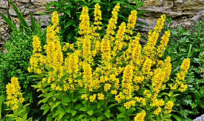 Garden Loosestrife plant