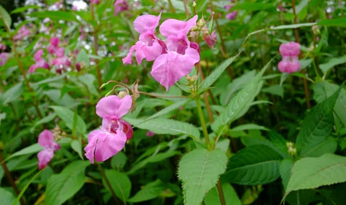 Himalayan balsam with flowers