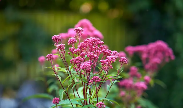 Eupatorium purpureum Flowers