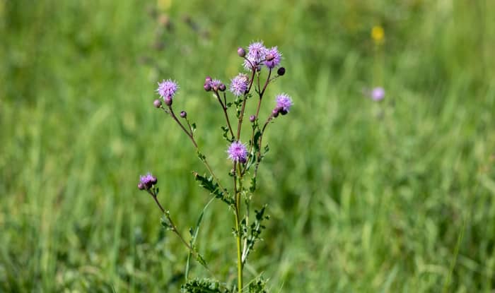 Milk Thistle growing in grass field