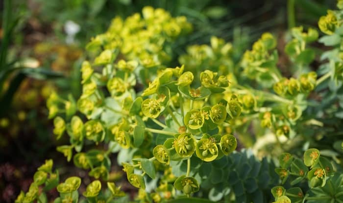 Myrtle Spurge flowering