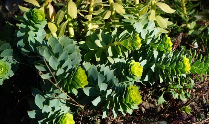 Myrtle Spurge plant