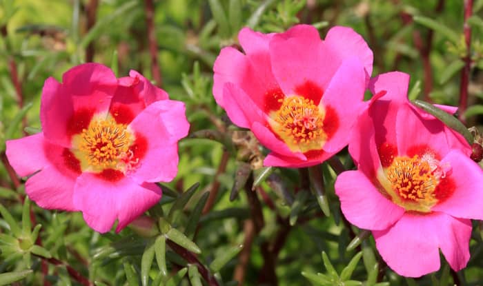 Portulaca pilosa flowers in the wild