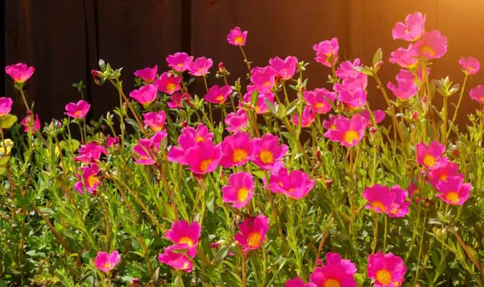 Pink Purslane flowers