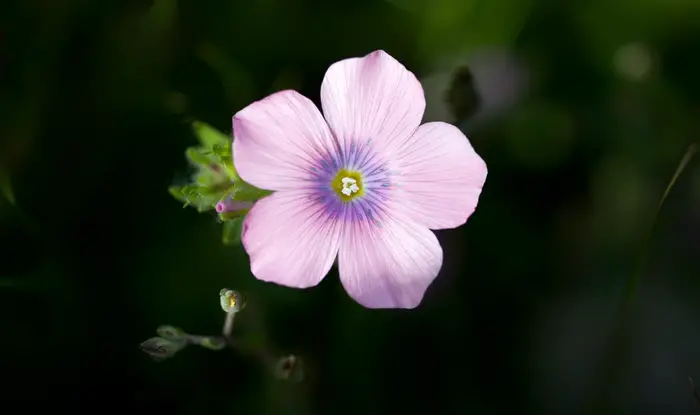 Pink Oxalis debilis, the pink wood sorrel in garden