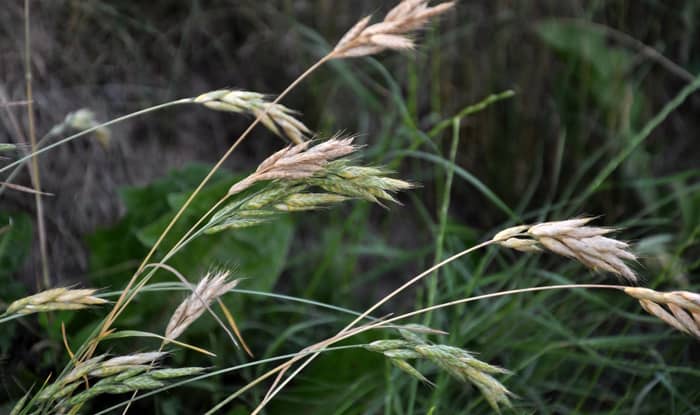 Smooth Bromegrass in flower