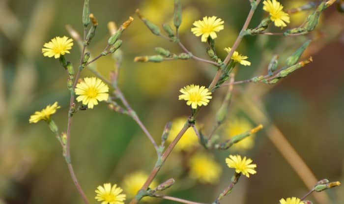 Wild Lettuce Flowers