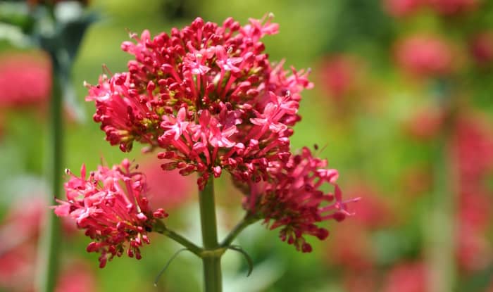 Jupiter's Beard Flowers