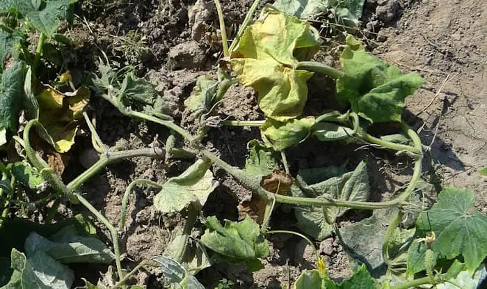 Fusarium wilt on cucumber plant