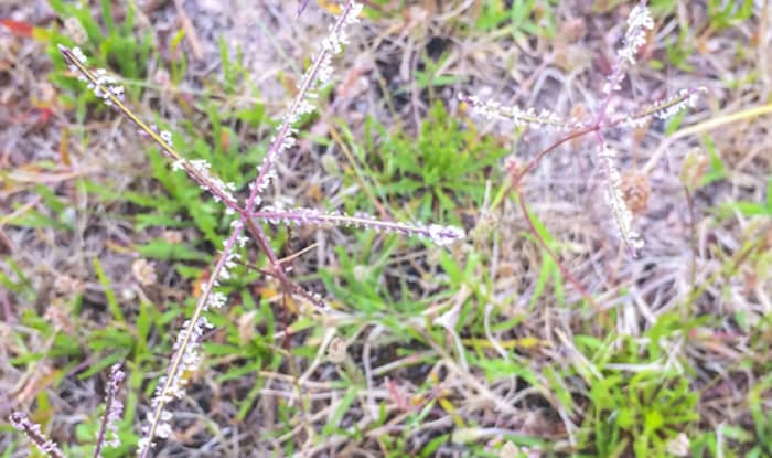 Torpedograss