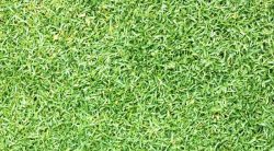 Zoysia Grass Weed Control: A Complete Guide