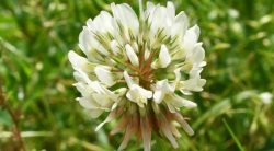 How To Get Rid Of Clover From Your Lawn Without Harm