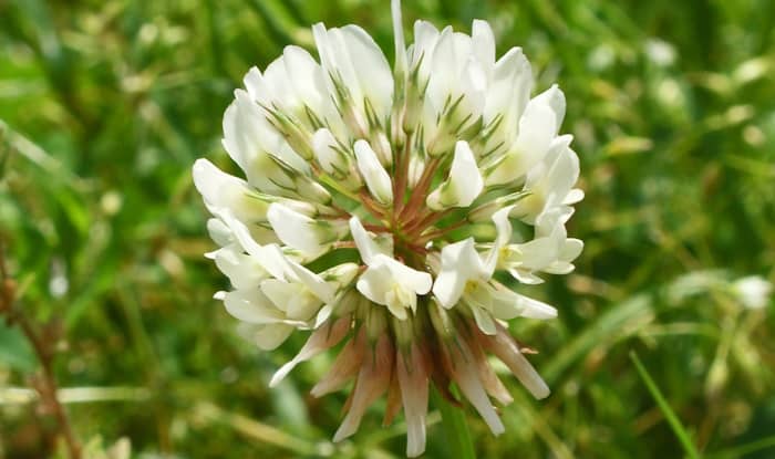 Clover flower