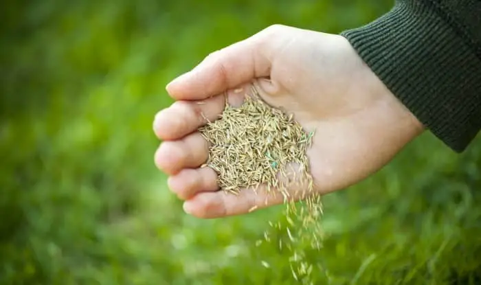 Grass seeds scattered from hand