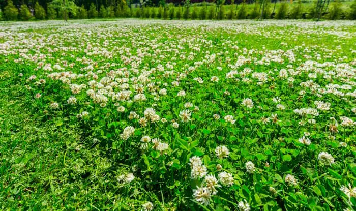 Mowing Clover