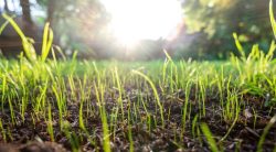 How To Kill Weeds In New Grass: A Complete Guide