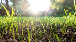 How To Kill Weeds In New Grass