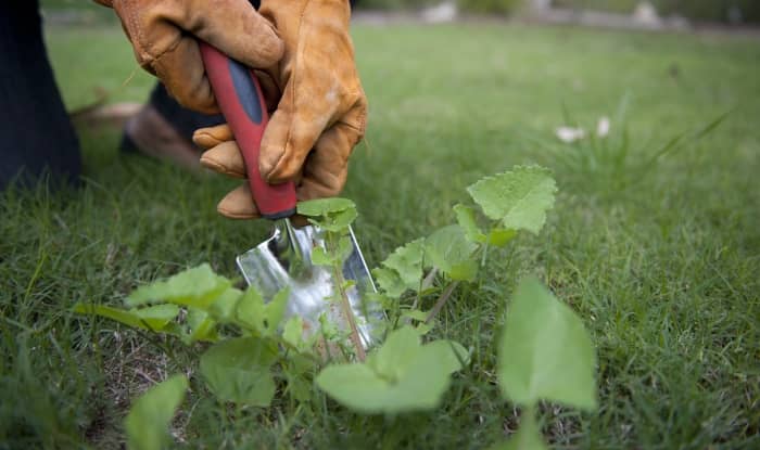 Pulling Out Weeds From Lawn