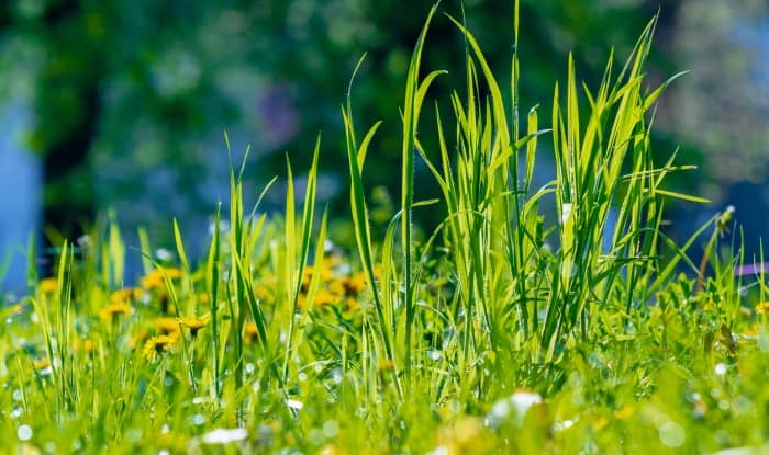 Tall green grass and weeds