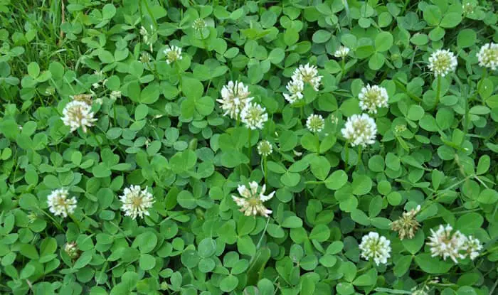 Trifolium repens