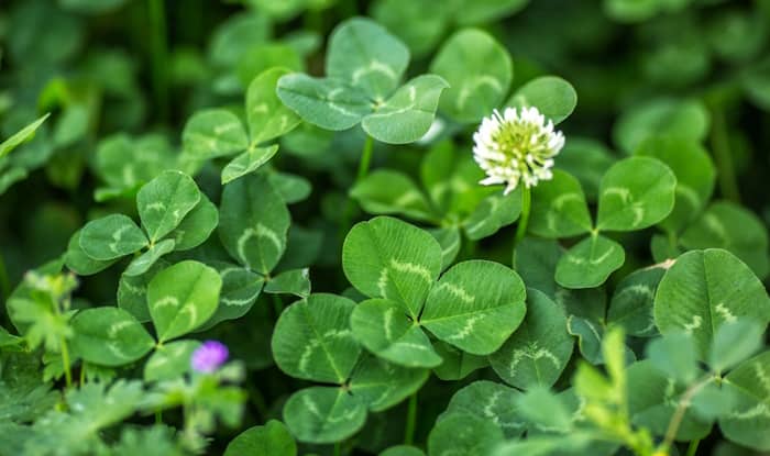 White clover flower and leaves