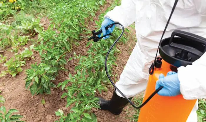 Herbicides on Vegetable Plants