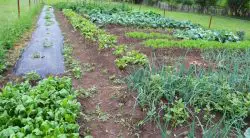 How To Prevent & Kill Weeds In Your Vegetable Garden: A Complete Guide
