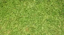 How To Prevent & Kill Weeds In St. Augustine Grass