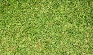 Kill weeds in St. Augustine grass